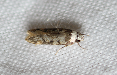 Endrosis sarcitrella