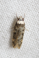 Endrosis sarcitrella
