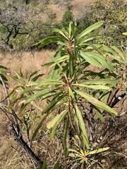 Protea caffra falcata