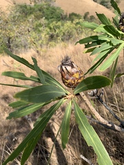 Protea caffra falcata