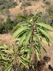 Protea caffra falcata