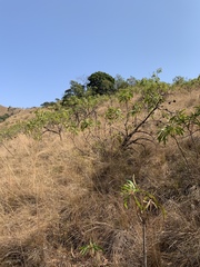 Protea caffra falcata
