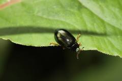 Plagiosterna formosana