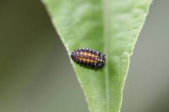 Plagiosterna formosana