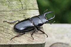 Dorcus miwai