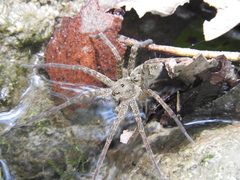 Dolomedes holti