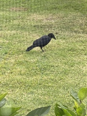 Corvus brachyrhynchos