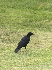 Corvus brachyrhynchos