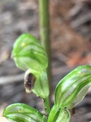 Pterostylis melagramma