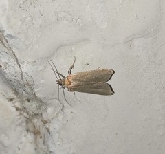 Acompsia cinerella