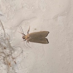 Acompsia cinerella