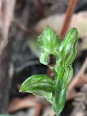 Pterostylis melagramma
