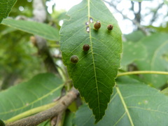 Caryomyia viscidolium
