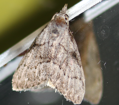 Nola involuta
