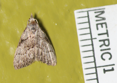 Nola involuta