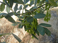 Fraxinus dipetala