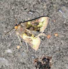 Diachrysia chrysitis