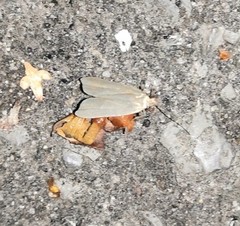 Acompsia cinerella