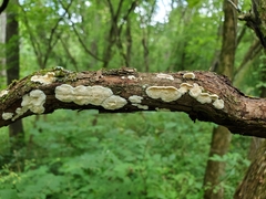 Steccherinum bourdotii