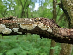 Steccherinum bourdotii