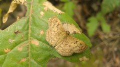 Carrhenes fuscescens