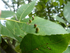 Caryomyia viscidolium