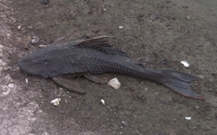 Hypostomus