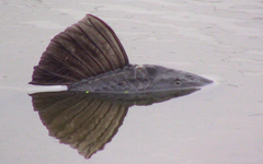 Hypostomus