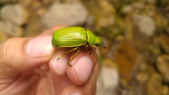 Chrysina psittacina