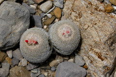 Epithelantha greggii