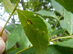 Caryomyia viscidolium
