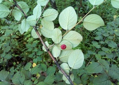 Cotoneaster melanocarpus