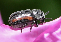 Coleothorpa vittigera