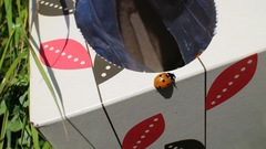 Coccinella septempunctata