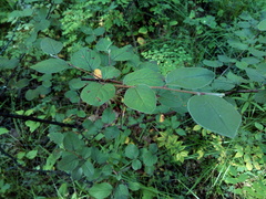 Cotoneaster melanocarpus
