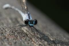 Bayadera brevicauda