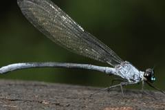 Bayadera brevicauda