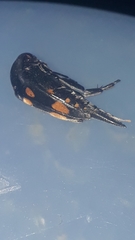 Mordella quadrisignata