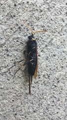 Urocerus californicus