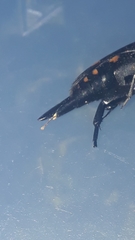 Mordella quadrisignata