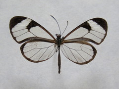Pteronymia cotytto