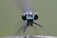 Bayadera brevicauda