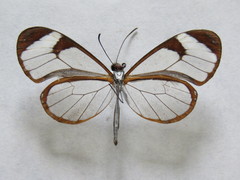 Pteronymia cotytto