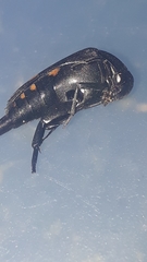 Mordella quadrisignata