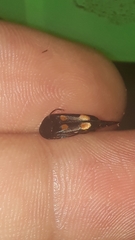 Mordella quadrisignata