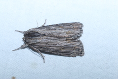 Acronicta lithospila