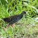 Spotted Rail - Photo (c) Nick Athanas, some rights reserved (CC BY-NC-SA)
