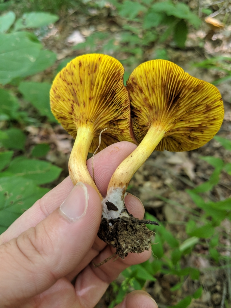 Golden Gilled Bolete from Salt Creek Township, IN, USA on August 16 ...
