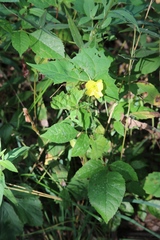Lysimachia ciliata