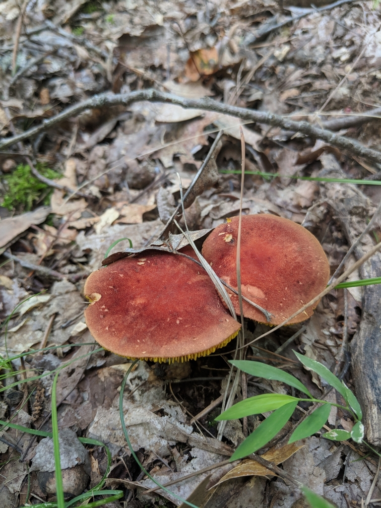Golden Gilled Bolete from Salt Creek Township, IN, USA on August 16